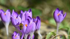 Biene auf Frühblühern (Foto: Karl Heinz Ketzler)