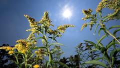 Blühende Ambrosia im Garten (Foto: picture alliance / PIXSELL | Slavko Midzor)