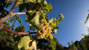 Weinrebe (Foto: Friso Gentsch/dpa)