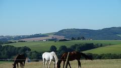 Landschaft bei Lebach (Foto: Maria C. Schmitt)