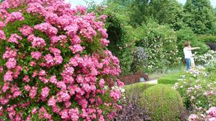 Fahr mal hin - Gartenreise zwischen Mosel und Saar (Foto: Maria C. Schmitt)