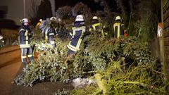 Feuerwehr zersägt Baum. (Foto: Pasquale D'Angiolillo)