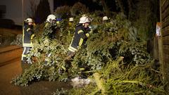 Feuerwehr zersägt Baum. (Foto: Pasquale D'Angiolillo)