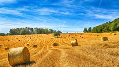 Getreideernte auf dem Land (Foto: Joachim Rech)