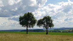 Zwei Baumkronen mit schönem Wolkenbild (Foto: Heike Weinard)