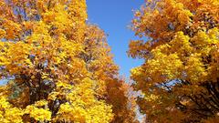Herbstlaub am Schaumberg in Tholey (Foto: Sandra Nonnengardt)