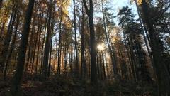 Wald bei Homburg-Schwarzenacker  (Foto: Sabine Rothhaar-Meisel)