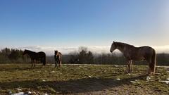 Pferde in Waldhölzbach (Foto: Achim Barbian)