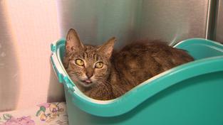 Katzen Saarland