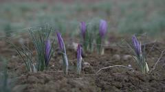 Der Safrankrokus blüht im Herbst. (Foto: SR)