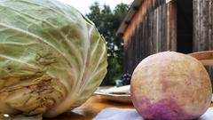 Die Sauerrübe ist viel kleiner als der Kohl für das bekanntere Sauerkraut. (Foto: SR)