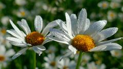 Tautropfen auf den Margeriten in Ottweiler (Foto: Winfried Dauster)