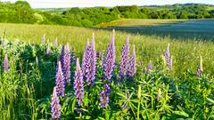 Lupinen im Morgenlicht (Foto: Günter Gebel)