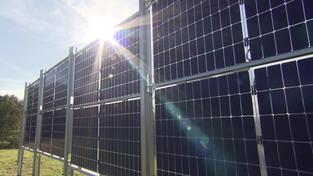 Agri-Photovoltaikanlage: Rinderhaltung zwischen Photovoltaik-Paneelen (Foto: SR Fernsehen)