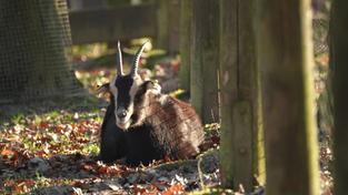 Ziegenbock liegt in der Sonne (Foto: SR)