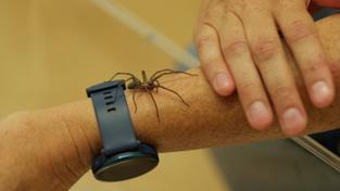 Eine Spinne klettert über einen Arm  (Foto: SR)