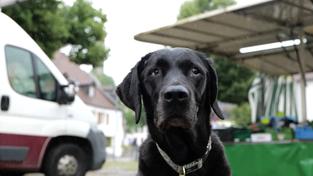Ein schwarzer Hund (Foto: SR)