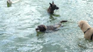 Vier schwimmende Hunde (Foto: SR)