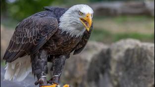 Weißkopfseeadler  (Foto: SR)