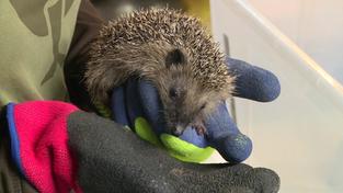 Igel in Hand (Foto: SR)