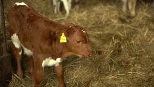Ein Kalb in einem Stall (Foto: SR)