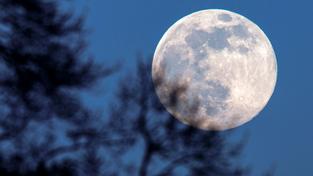 Der Mond geht als sogenannter Supermond auf, im Vordergrund ist eine Baum zu sehen (Foto: picture alliance/dpa/dpa-Zentralbild | Jens Büttner)