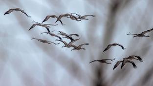 Zwischen dürren Ästen sind Kraniche am Himmel zu sehen (Foto: picture alliance/dpa/dpa-Zentralbild | Jens Büttner)