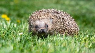 Ein Igel läuft durch einen Garten. (Foto: picture alliance/dpa | Armin Weigel)