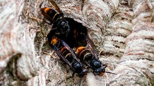 Asiatische Hornissen (Vespa Velutina Nigrithorax) (Foto: picture alliance/dpa | Axel Heimken)