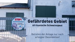 Ein Transparent mit der Aufschrift «Gefährdetes Gebiet Afrikanische Schweinepest» hängt an einem Tor vor einer Sauenzuchtanlage (Foto: picture alliance/dpa/dpa-Zentralbild | Sebastian Kahnert)