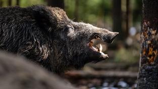 Wildschwein (Foto: picture alliance/dpa | Nicolas Armer)