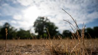 Das Gras ist durch die Trockenheit vielerorts ausgetrocknet (Foto: picture alliance/dpa | Christophe Gateau)
