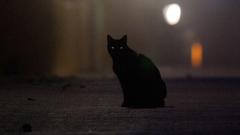 Eine schwarze Katze sitzt bei Dunkelheit auf einer Straße (Foto: picture alliance/dpa/Christian Charisius)