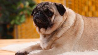 Mops auf einem Teppich (Foto: picture alliance / P. Wegner / imageBROKER | P. Wegner / Arco Images)
