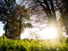 Die spätsommerliche Sonne scheint zwischen Bäumen (Foto: picture alliance/dpa | Hauke-Christian Dittrich)