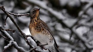 Eine Wacholderdrossel sitzt in einem schneebedeckten Apfelbaum. (Foto: picture alliance/dpa | Karl-Josef Hildenbrand)