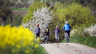 Radfahrer fahren an einem blühendem Rapsfeld vorbei (Foto: picture alliance/dpa | Thomas Warnack)