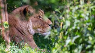 Eine Löwin liegt hinter einem Baum (Foto: picture alliance/dpa | Jan Woitas)