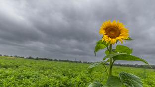 Eine einzelne Sonnenblume blüht auf einem Feld, am Himmel dunkle Wolken. (Foto: picture alliance/dpa | Christoph Reichwein)