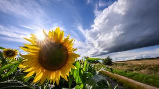 Symbolbild: Sommerbilanz 2023 (Foto: picture alliance/dpa | Jens Kalaene)
