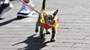 Eine kleine Katze wird in der Stadt an der Leine ausgeführt. (Foto: picture alliance / ZUMAPRESS.com | Eddie Moore)