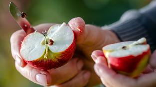 Jemand hält einen aufgeschnittenen Apfel in der Hand (Foto: picture alliance/dpa | Kristin Schmidt)