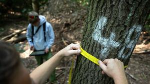 Ein Baumstamm wird vermessen um den Zustand des Waldes zu dokumentieren (Foto: picture alliance/dpa | Sebastian Christoph Gollnow)