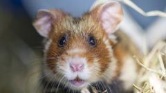 Tiere, die im heimischen Garten überwintern: der Wildhamster (Foto: dpa)