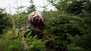 Eine junge Frau sucht in einer Schonung nach einem Weihnachtsbaum. (Foto: picture alliance / dpa | Rolf Vennenbernd)