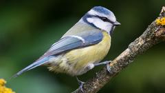 Tiere, die im heimischen Garten überwintern: die Blaumeise (Foto: dpa)