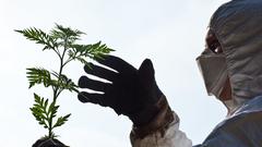 Ein Mann mit Schutzanzug, Handschuhen und Feinstaubmaske hält eine Ambrosia-Pflanze (Foto: dpa/Patrick Pleul)