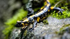 Tiere, die im heimischen Garten überwintern: der Salamander (Foto: dpa)