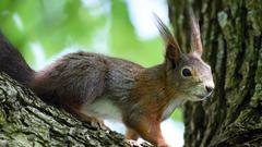 Tiere, die im heimischen Garten überwintern: das Eichhörnchen (Foto: dpa)