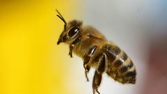 Tiere, die im heimischen Garten überwintern: die Wildbiene (Foto: dpa)